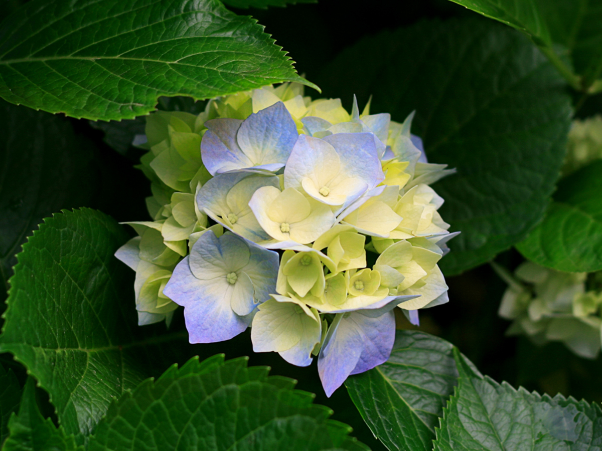 hydrangeas_2.jpg