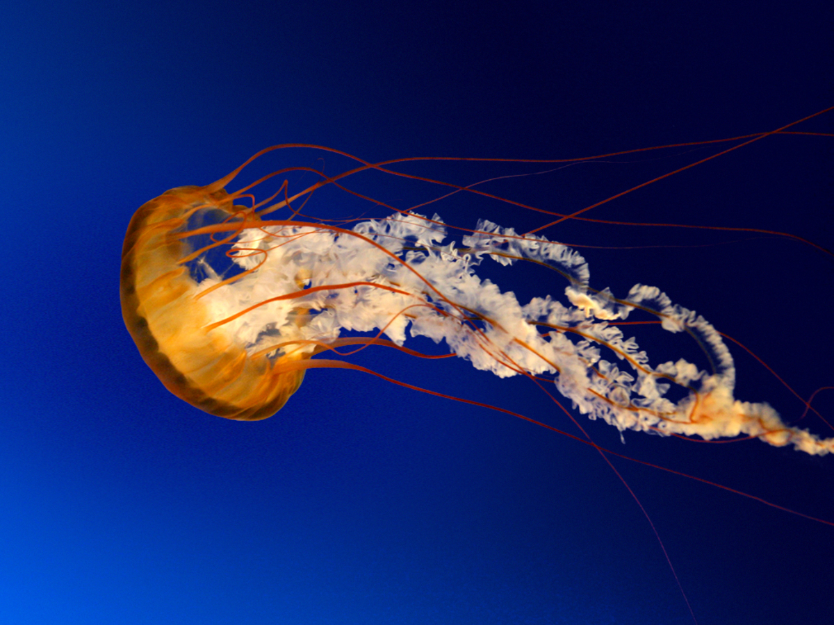 jellyfish_1.jpg