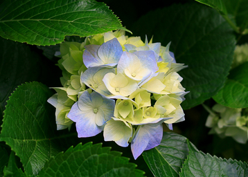 hydrangeas_2.jpg