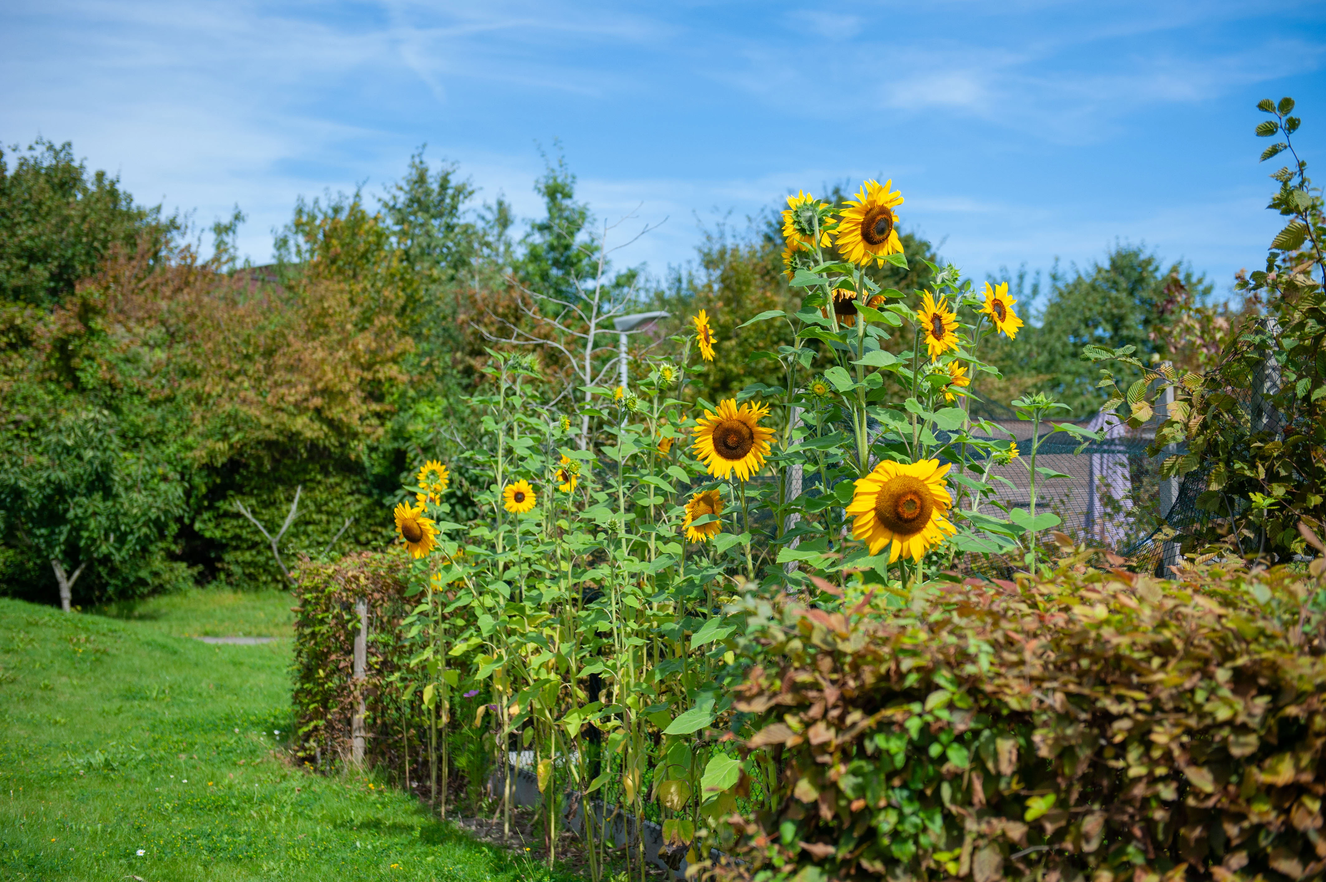 Zonnebloemen in een zonovergoten tuin van De Vliedberg